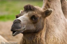 Kamel (23 von 108).jpg